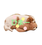 うちのブーちゃん（個別スタンプ：5）