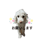 くーちゃんのスタンプ。。（個別スタンプ：10）
