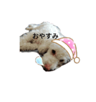 くーちゃんのスタンプ。。（個別スタンプ：13）