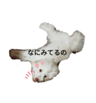 くーちゃんのスタンプ。。（個別スタンプ：16）