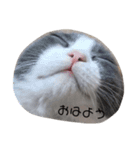 もちもちまめ太（個別スタンプ：11）