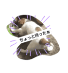 ジャックラッセルテリアラテスタンプ5（個別スタンプ：1）