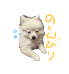 うちの潤ちゃん（個別スタンプ：7）