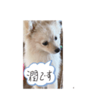うちの潤ちゃん（個別スタンプ：8）