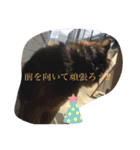 あらし君です（個別スタンプ：1）