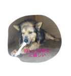 あらし君です（個別スタンプ：3）