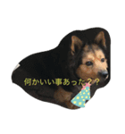 あらし君です（個別スタンプ：4）