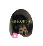 あらし君です（個別スタンプ：5）