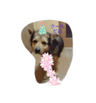 あらし君です（個別スタンプ：11）