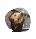 あらし君です（個別スタンプ：12）