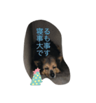 あらし君です（個別スタンプ：15）