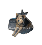あらし君です（個別スタンプ：16）