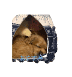 チーズ第一弾（個別スタンプ：1）