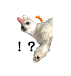 犬のまる日和スタンプ（個別スタンプ：1）