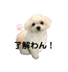 犬のまる日和スタンプ（個別スタンプ：4）