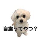 犬のまる日和スタンプ（個別スタンプ：6）