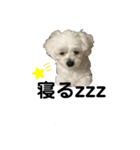 犬のまる日和スタンプ（個別スタンプ：7）