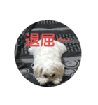 犬のまる日和スタンプ（個別スタンプ：8）