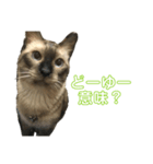 猫(シャビ)（個別スタンプ：1）