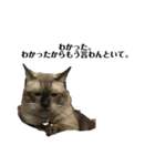 猫(シャビ)（個別スタンプ：2）