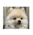 みかん オリジナルスタンプ（個別スタンプ：1）