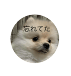 みかん オリジナルスタンプ（個別スタンプ：7）