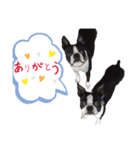 ボストン•テリア（個別スタンプ：2）