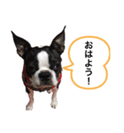 ボストン•テリア（個別スタンプ：5）