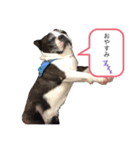 ボストン•テリア（個別スタンプ：6）