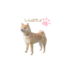 うちの柴犬しんばくん（個別スタンプ：2）