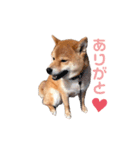 うちの柴犬しんばくん（個別スタンプ：3）