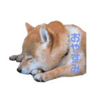 うちの柴犬しんばくん（個別スタンプ：4）