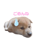 うちの柴犬しんばくん（個別スタンプ：5）