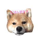 うちの柴犬しんばくん（個別スタンプ：7）