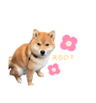 うちの柴犬しんばくん（個別スタンプ：8）