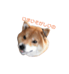 うちの柴犬しんばくん（個別スタンプ：9）