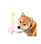 うちの柴犬しんばくん（個別スタンプ：10）