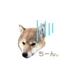 うちの柴犬しんばくん（個別スタンプ：11）