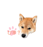 うちの柴犬しんばくん（個別スタンプ：12）