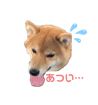 うちの柴犬しんばくん（個別スタンプ：13）