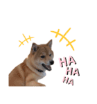 うちの柴犬しんばくん（個別スタンプ：14）