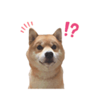 うちの柴犬しんばくん（個別スタンプ：15）
