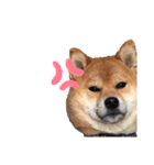 うちの柴犬しんばくん（個別スタンプ：16）