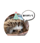 はりねずみのたわしさん（個別スタンプ：1）