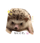 はりねずみのたわしさん（個別スタンプ：2）