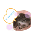 はりねずみのたわしさん（個別スタンプ：4）
