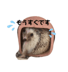 はりねずみのたわしさん（個別スタンプ：5）