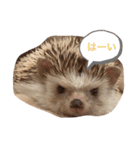 はりねずみのたわしさん（個別スタンプ：8）