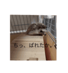 はりねずみのたわしさん（個別スタンプ：17）