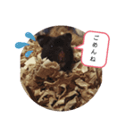 クロハムスタンプ（個別スタンプ：1）